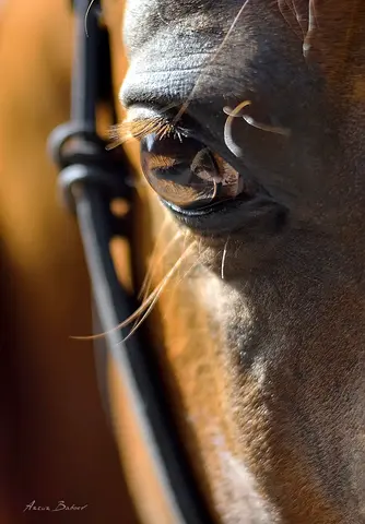 Home decoration with art photography - horses