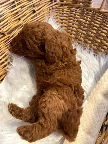 3-week-old Red Toy Poodle Puppy - Healthy and Playful
