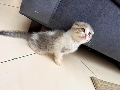 Meet my beautiful Scottish fold female kitten