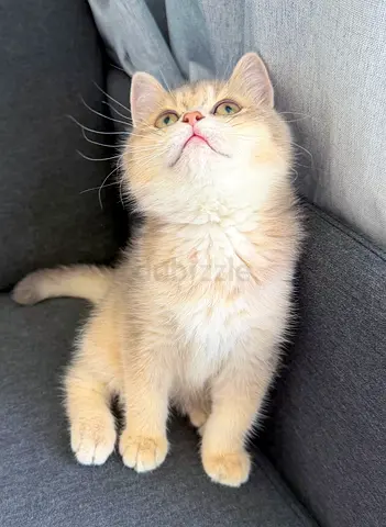 Adorable Pure British Shorthair Chinchilla Kitten Lilac Color