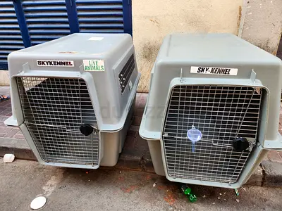 Giant dogs carriers for air travel