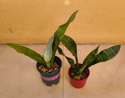 Sansevieria (Snake Plant)