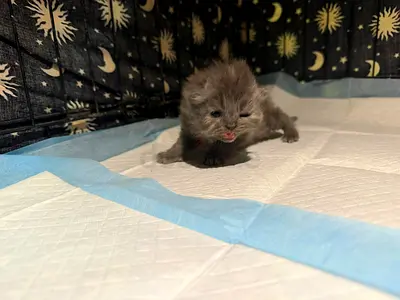 Persian grey  kitten