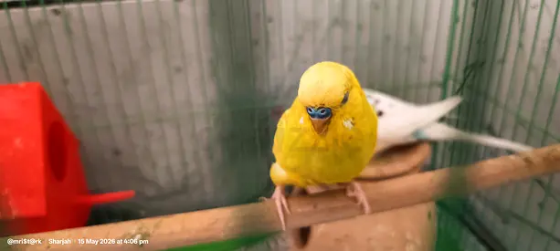 Pair of Budgies