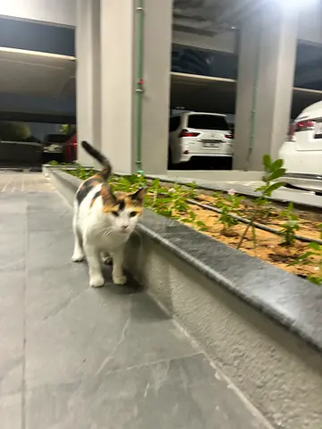 Friendly Cat for Free Adoption