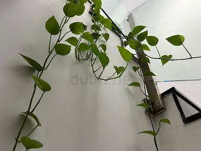 Extra Long Golden Pothos (Money Plant) – Indoor Hanging Plant, 3.60m