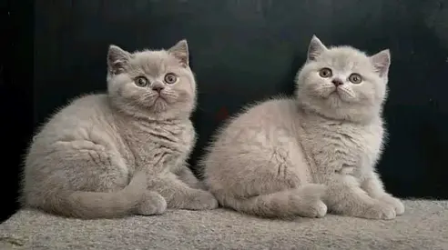 Male and female British shorthair