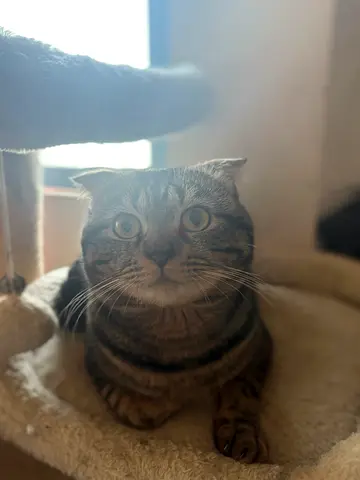 Friendly Scottish Fold male cat available for rehoming