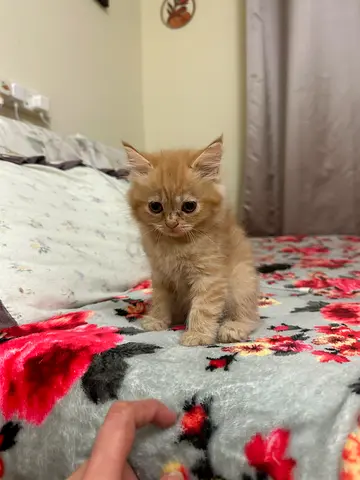 Cats for adoption