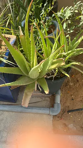 Plants
