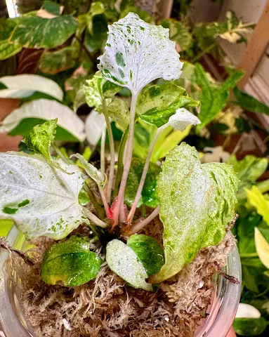 Anthurium papillilaminum mint variegated.  Aed750/-. Pickup near financial center metro. Delivery ca