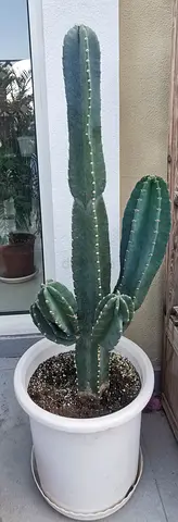 Tall indoor cactus in white planter - healthy, ready to rehome