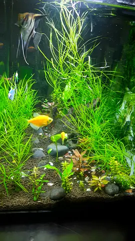 Aqua Live plants (Grass) , easy to use no soil or sand require