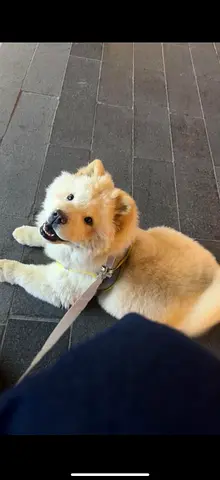 Chow Chow