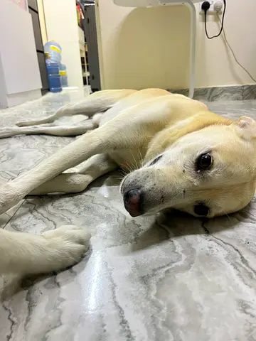 Friendly medium-sized white Labrador mix looking for a new home