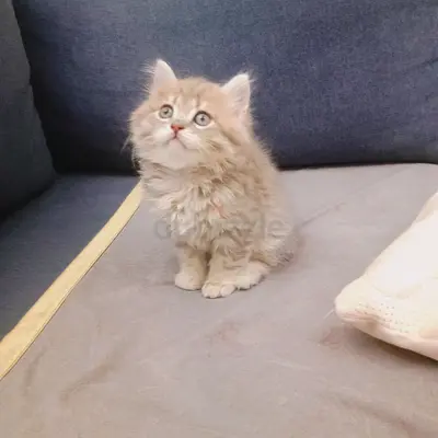 Adorable pure gray British shorthair boy kitten