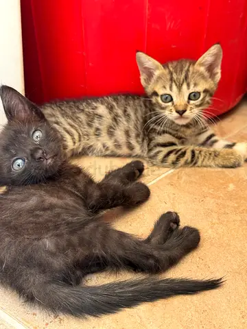 Adoption
