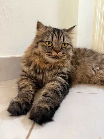Persian Male and British Longhair Female Cat FREE to a Good Home
