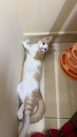Young friendly ginger-and-white cat available for adoption