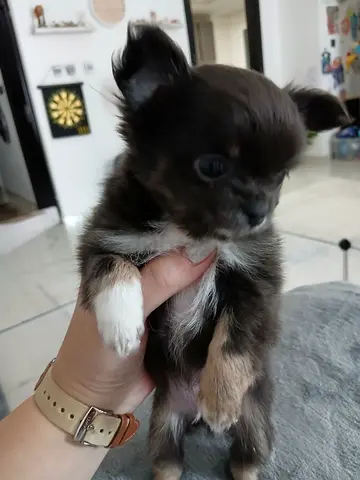 Teacup 100% pure chihuahua longhair
