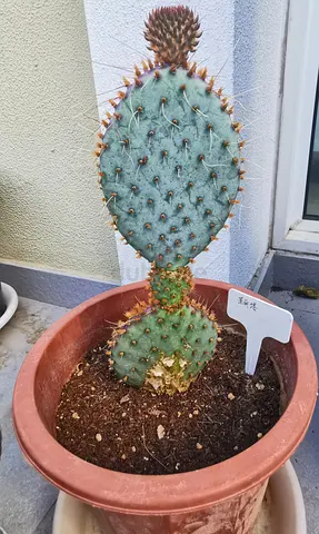 Opuntia (Prickly Pear) Potted Cactus - Healthy 1-2 Year Old