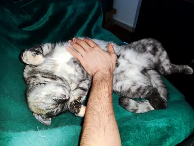 Friendly adult female  male cat available for adoption - affectionate and calm