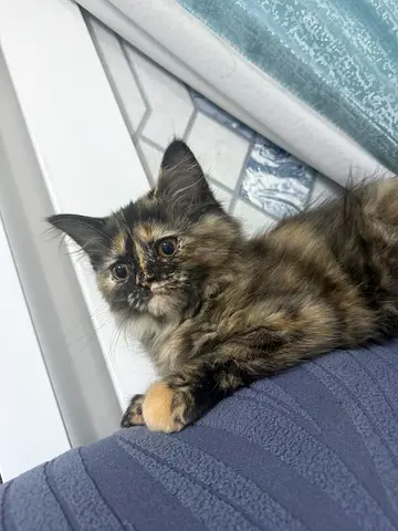 Kitten