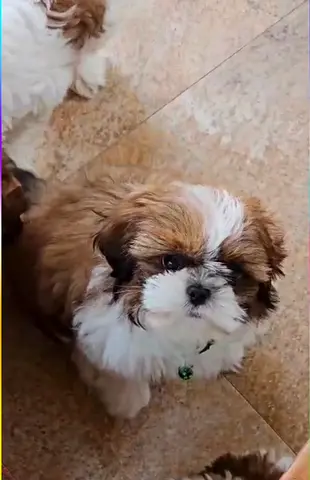 Shih Tzu pet for adoption