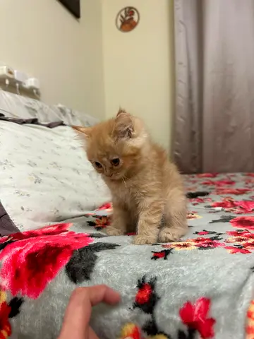 Cats for adoption