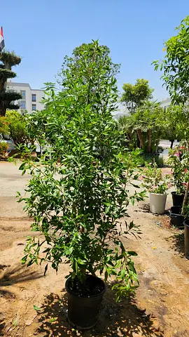 Damas tree 240cm Hight very bushy