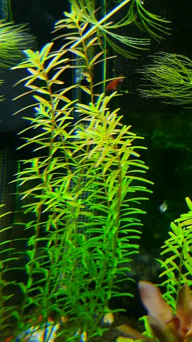 Live aquatic plants for freshwater aquarium - healthy stem plants