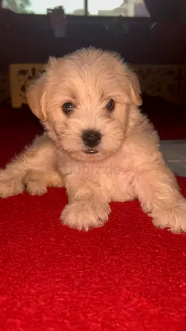 Dog (puppies) Maltese