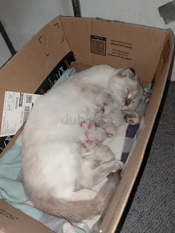 Mother cat with newborn kittens - free to a caring home