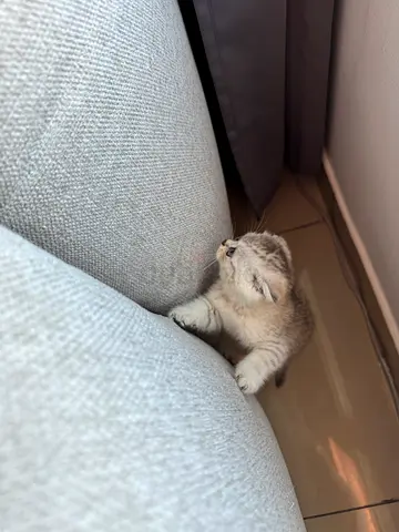 Young Scottish Fold kitten — 4 weeks old, healthy