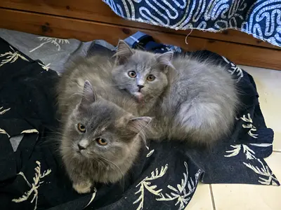 Kitten