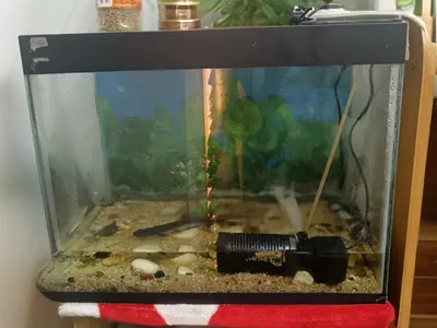 Used 20L Fish Aquarium Tank with Filter and Background