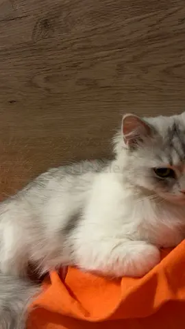 Himalayan snowshoe female cat