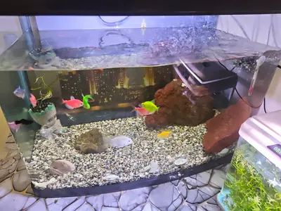 60 inch Medium Home Aquarium Tank without fish and accessories