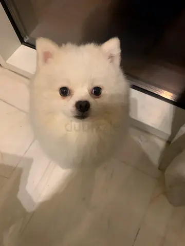 White Pomeranian for adoption
