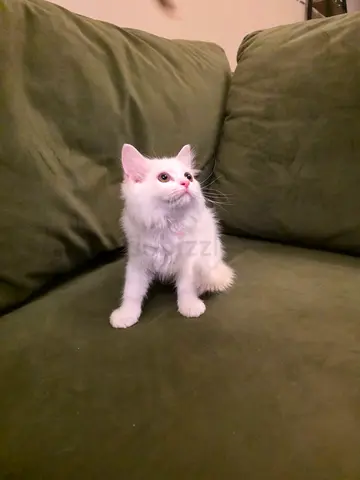 Charming 5 kittens British long hair  Turkish Angora