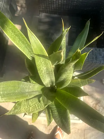 Plants