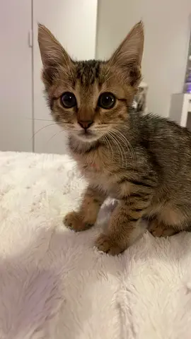 Cat for adoption