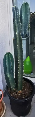 Tall column cactus in large pot — healthy indoor/outdoor specimen