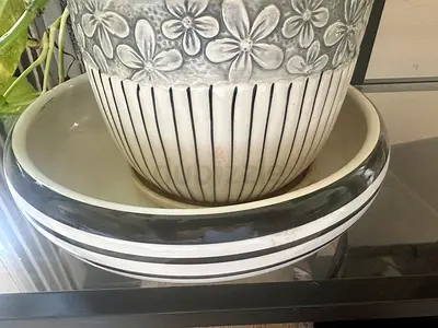 BEAUTIFUL INDOOR PLANT WITH ELEGANT VASE FOR SALE