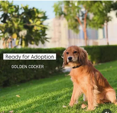 GOLDEN COCKER