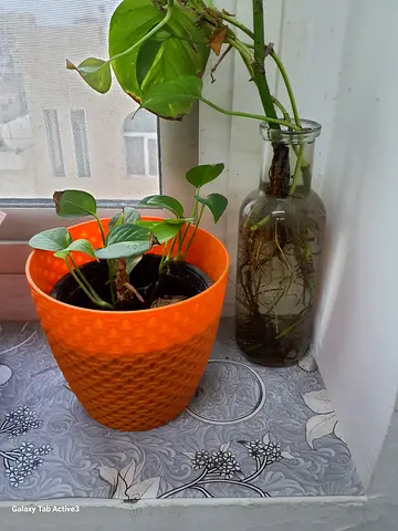 Pothos (Golden) Cutting with Orange Pot - Healthy Indoor Plant