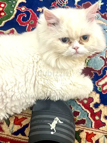 Pure Persian Female Cat for Free Adoptions