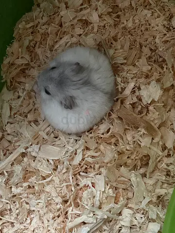 Calm Male Hamster