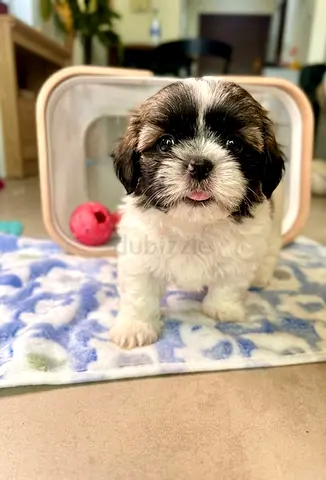 Puppies for Adoption