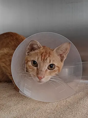 Ginger female cat for adoption